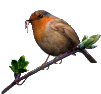 robin-bird